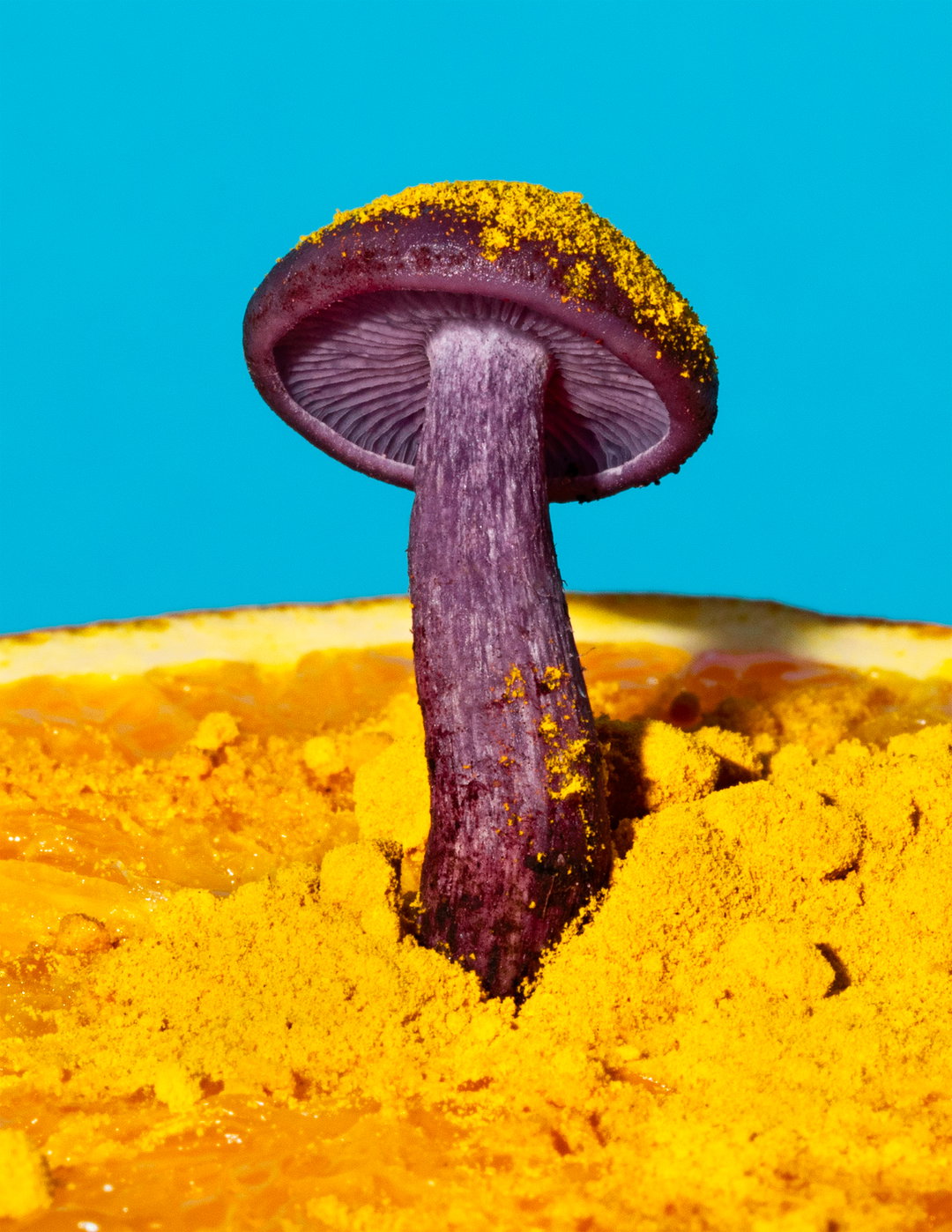 phyllis-ma-mushroom-and-friends-work-photography-itsnicethat-03.jpg