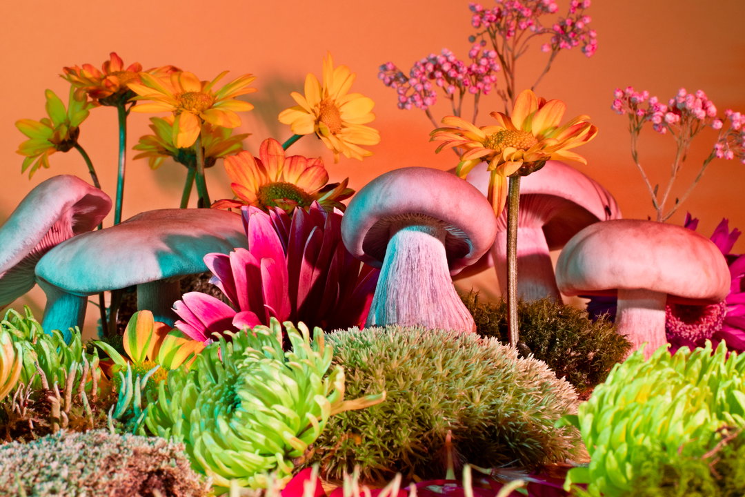 phyllis-ma-mushroom-and-friends-work-photography-itsnicethat-04.jpg