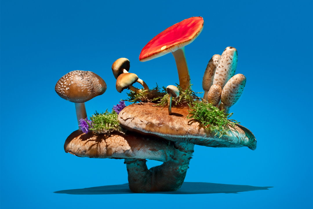 phyllis-ma-mushroom-and-friends-work-photography-itsnicethat-05.jpg