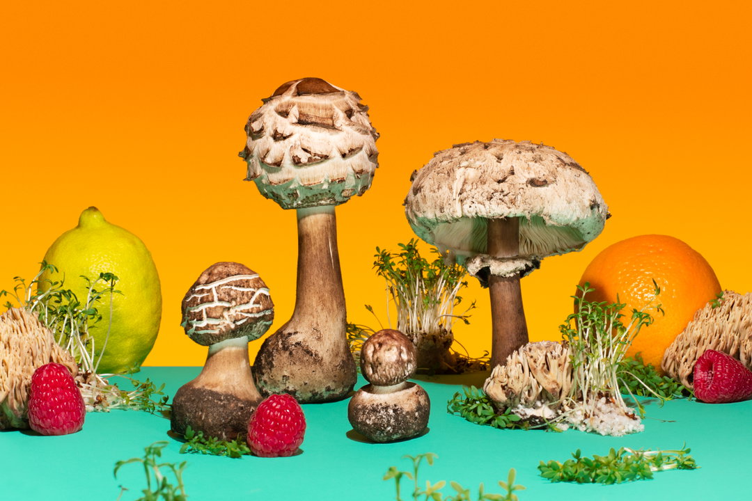 phyllis-ma-mushroom-and-friends-work-photography-itsnicethat-06.jpg