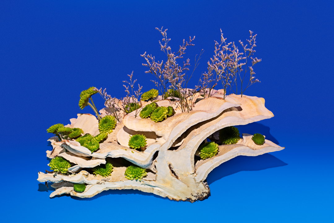 phyllis-ma-mushroom-and-friends-work-photography-itsnicethat-07.jpg