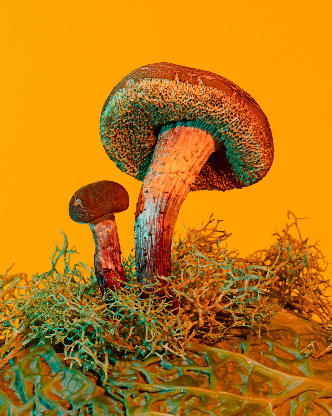 phyllis-ma-mushroom-and-friends-work-photography-itsnicethat-08.jpg