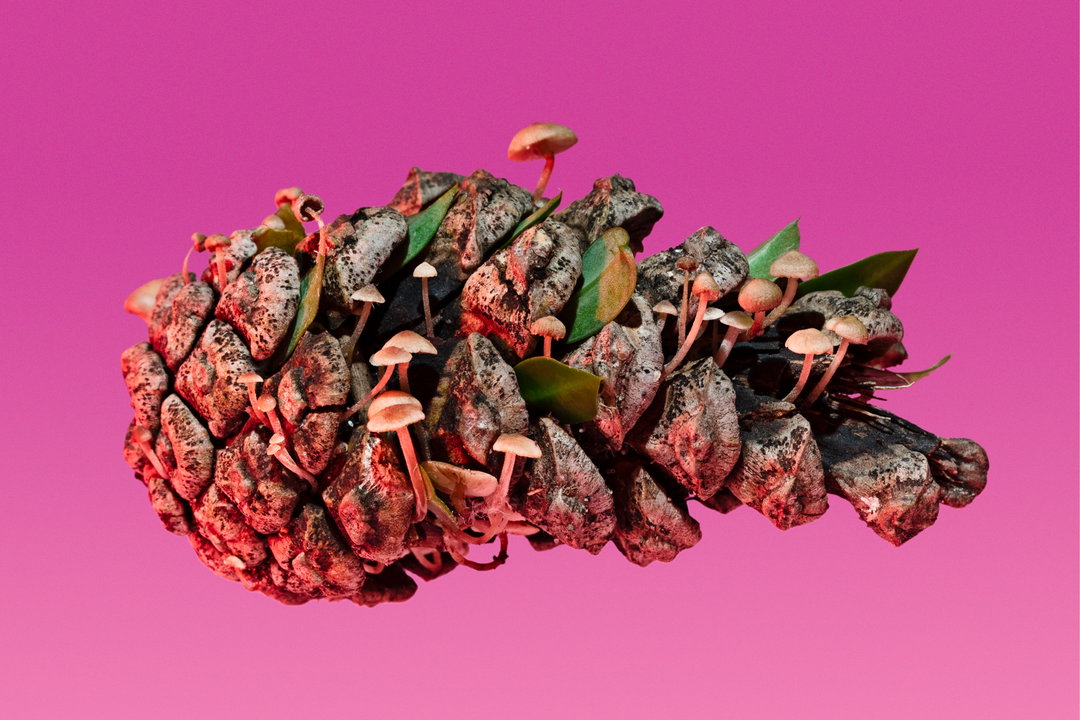 phyllis-ma-mushroom-and-friends-work-photography-itsnicethat-10.jpg