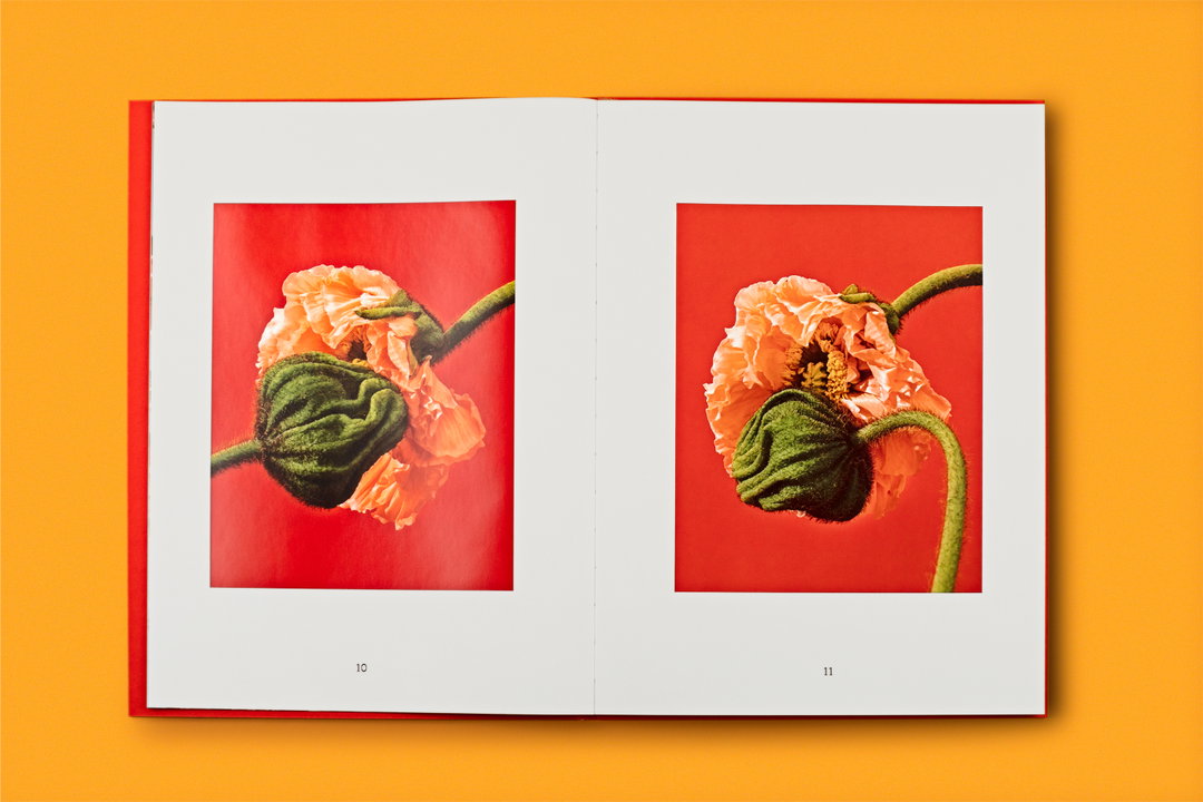 phyllis-ma-special-nothing-work-photograohy-itsnicethat-4.jpg