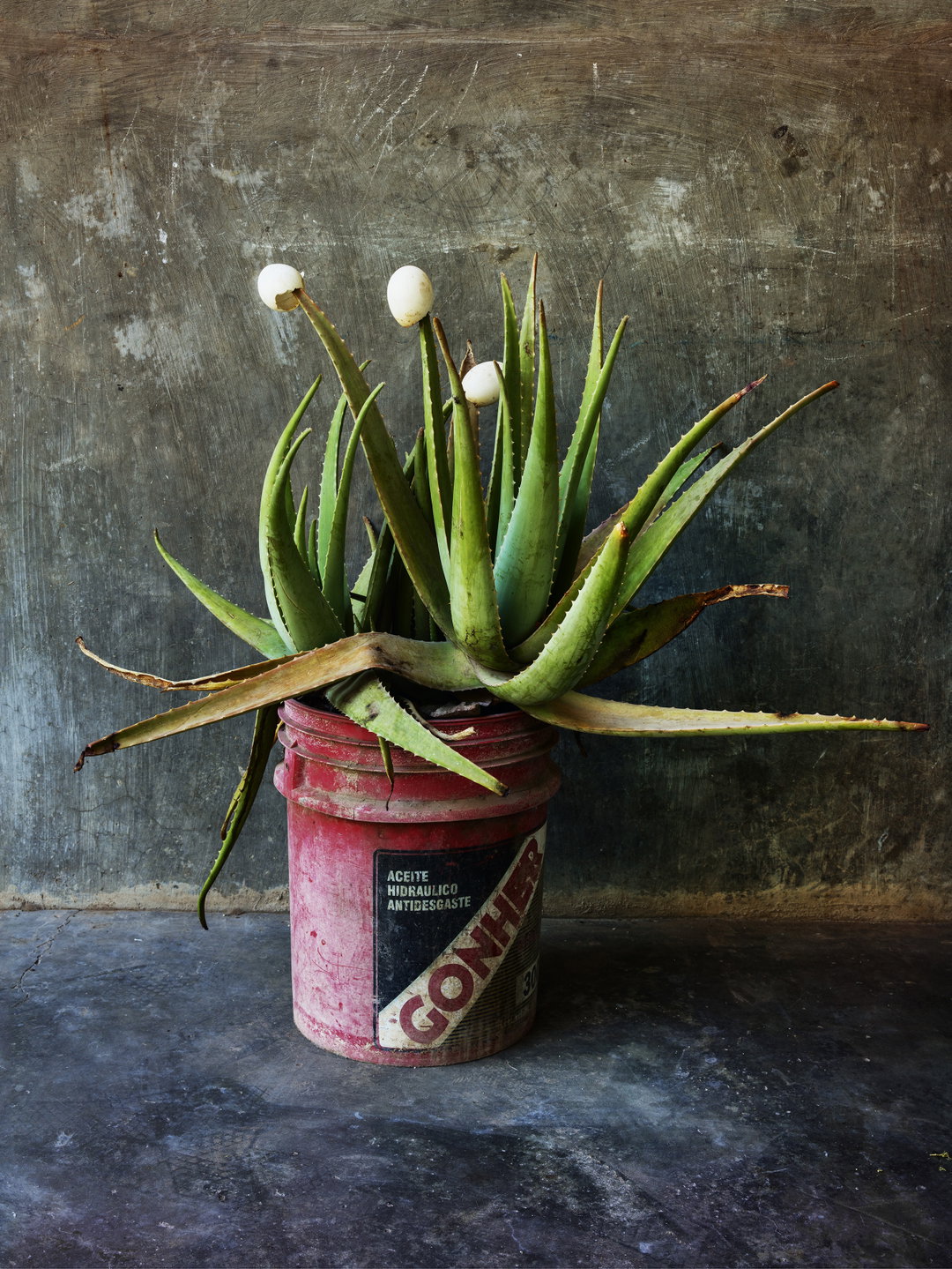 pieter-hugo-la-cucaracha-photography-itsnicethat-03.jpg