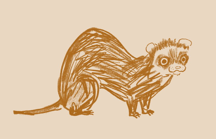polytechnic_wild_life_drawing_graphic_design_itsnicethat_FERRET_alice-bowsher.jpg