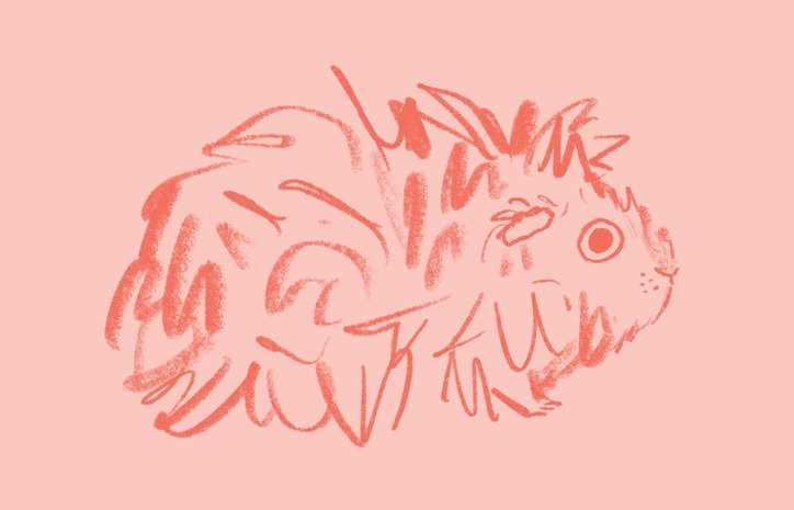 polytechnic_wild_life_drawing_graphic_design_itsnicethat_GUINEA-PIG_alice-bowsher.jpg