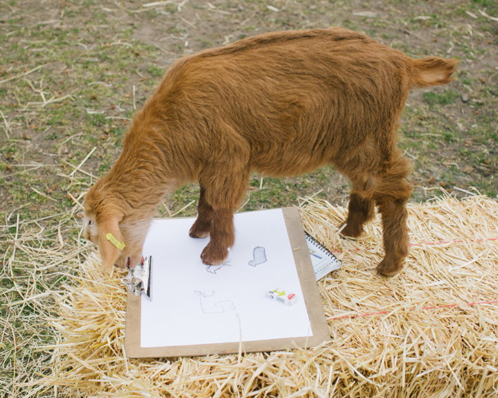 polytechnic_wild_life_drawing_graphic_design_itsnicethat_Goat.jpg