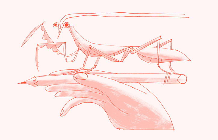 polytechnic_wild_life_drawing_graphic_design_itsnicethat_MANTIS_matthew-the-horse.jpg