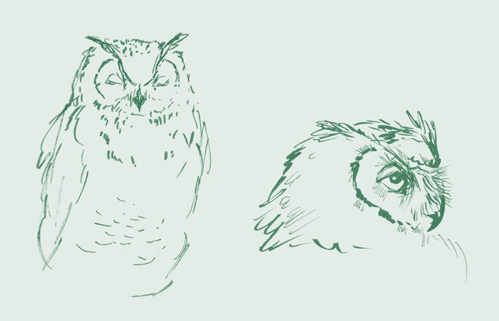 polytechnic_wild_life_drawing_graphic_design_itsnicethat_OWLS_jennie-webber.jpg