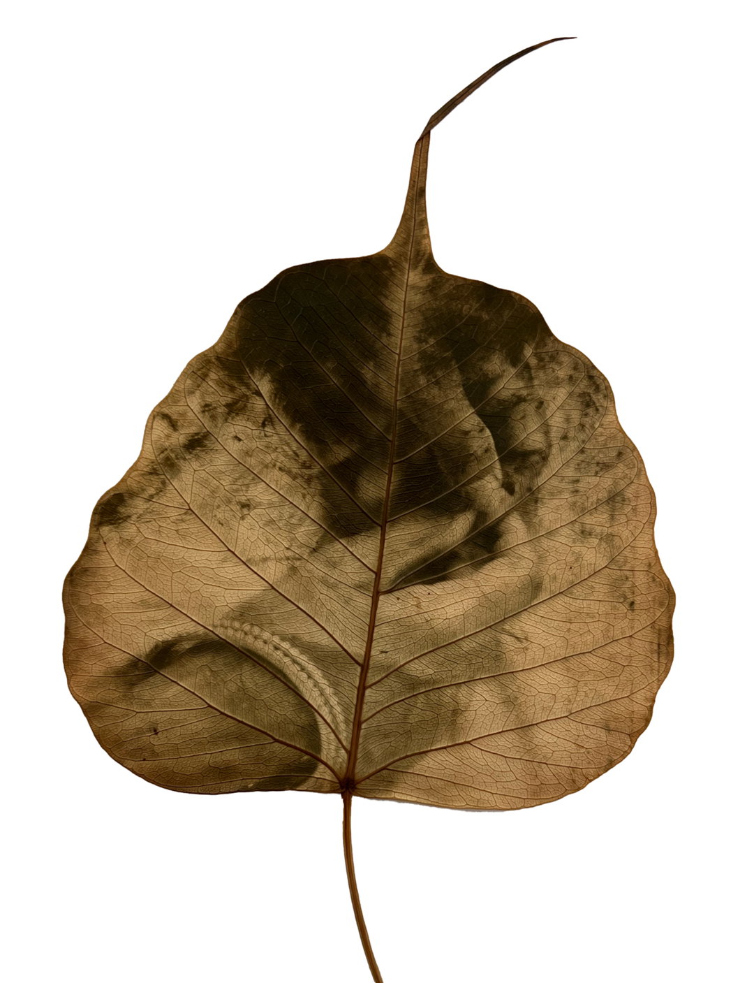 riyasanwar-photo-intFind a Canvas 03 (Copyright ©Riya Panwar, 2025).jpg