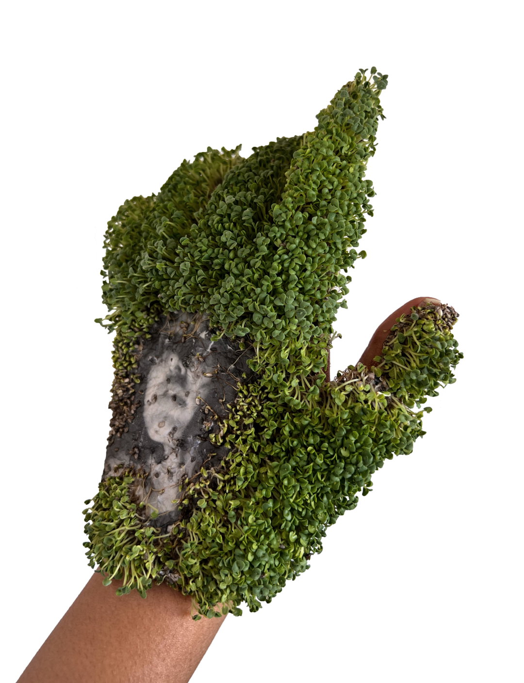 riyasanwar-photo-intGermination 03 (Copyright ©Riya Panwar, 2025).jpg