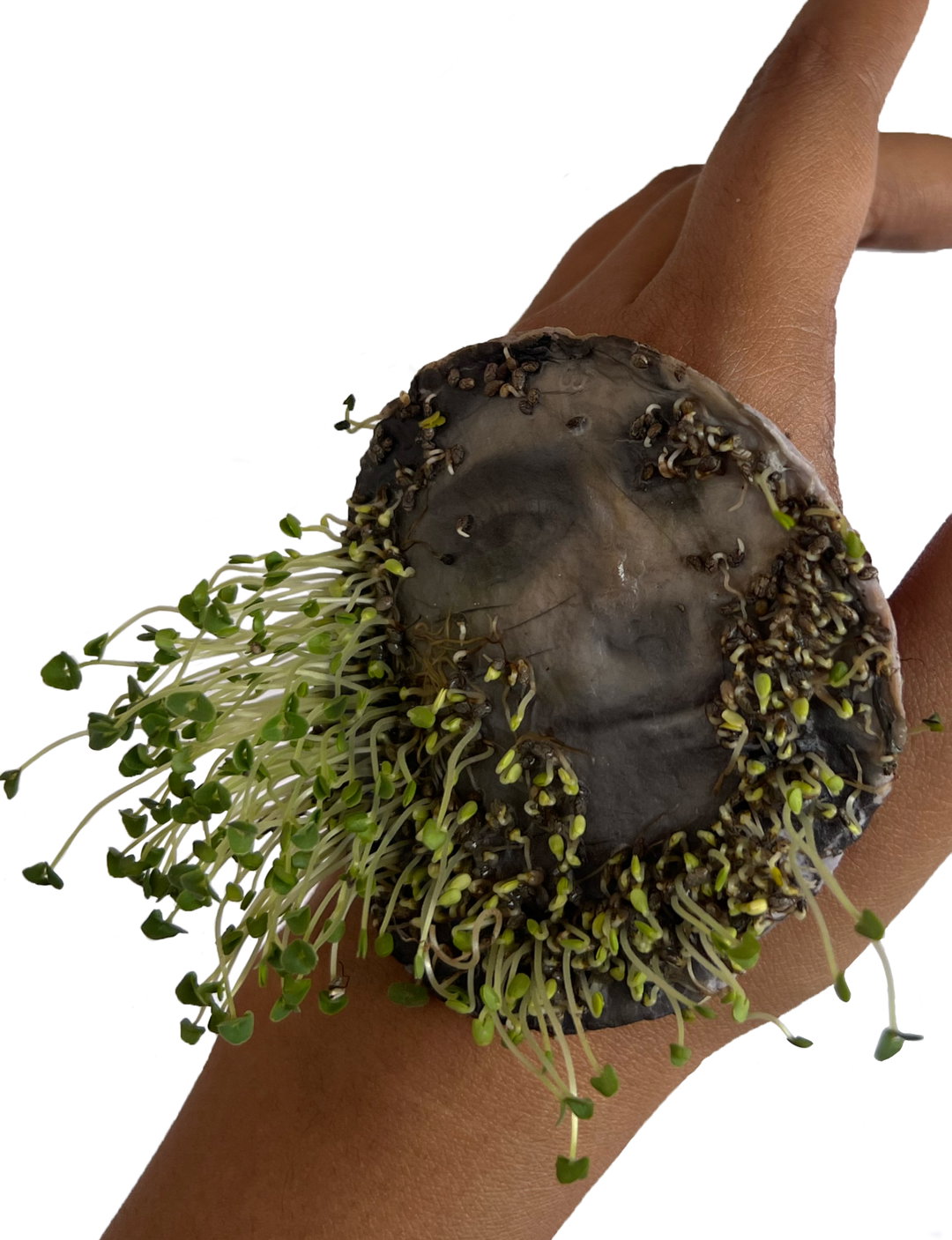 riyasanwar-photo-intGermination 05 (Copyright ©Riya Panwar, 2025).jpg