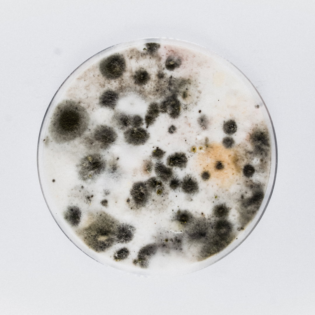 robocobra-quarter-art-itsnicethat-7.jpg