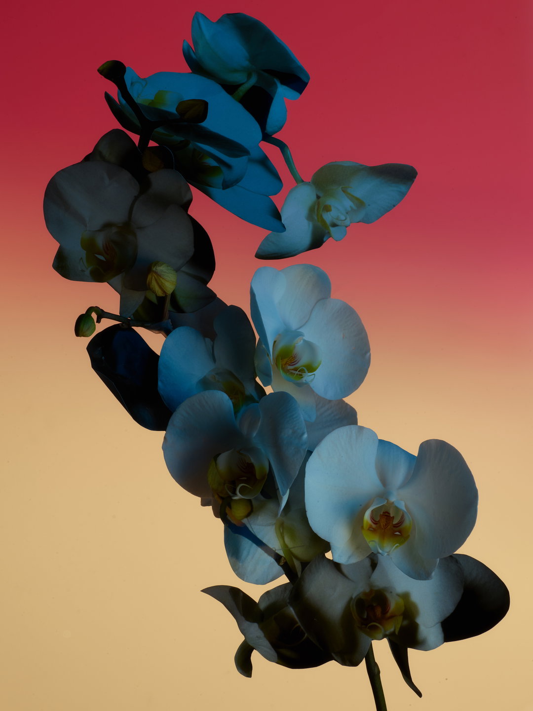 sally-jo-digital-art-itsnicethat-08.jpg