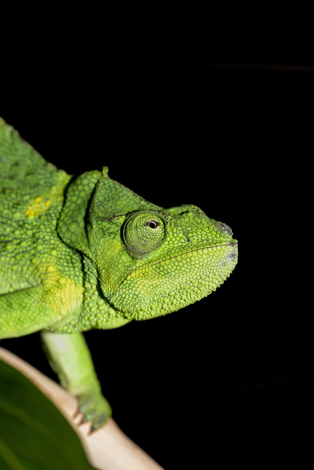 skyler-dahan-reptilecon-photography-itsnicethat-13.jpg