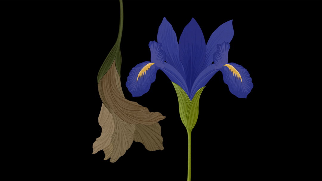 story-of-flowers-2-work-animation-itsnicethat-06.jpg