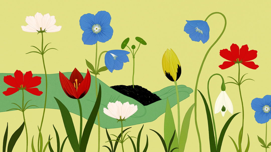story-of-flowers-2-work-animation-itsnicethat-07.jpg