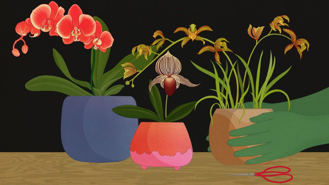 story-of-flowers-2-work-animation-itsnicethat-09.jpg
