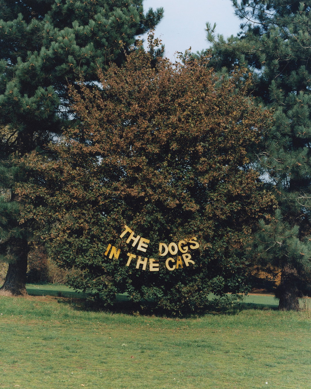 TamiAftab-TheDogIsInTheCar-Photography-itsnicethat.jpg