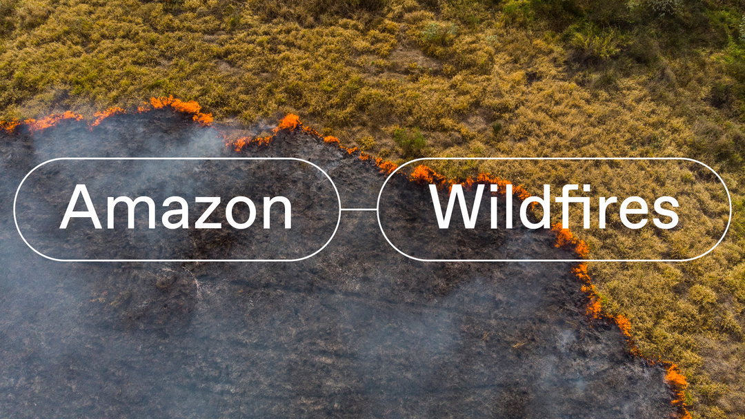 templo-06 UN interconnected disasters amazon wildfires.jpg