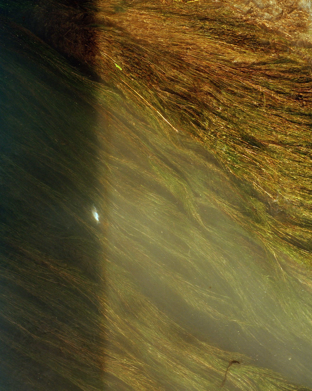 teodora-georgieva-along-the-swift-current-of-time-photography-itsnicethat-8.jpg