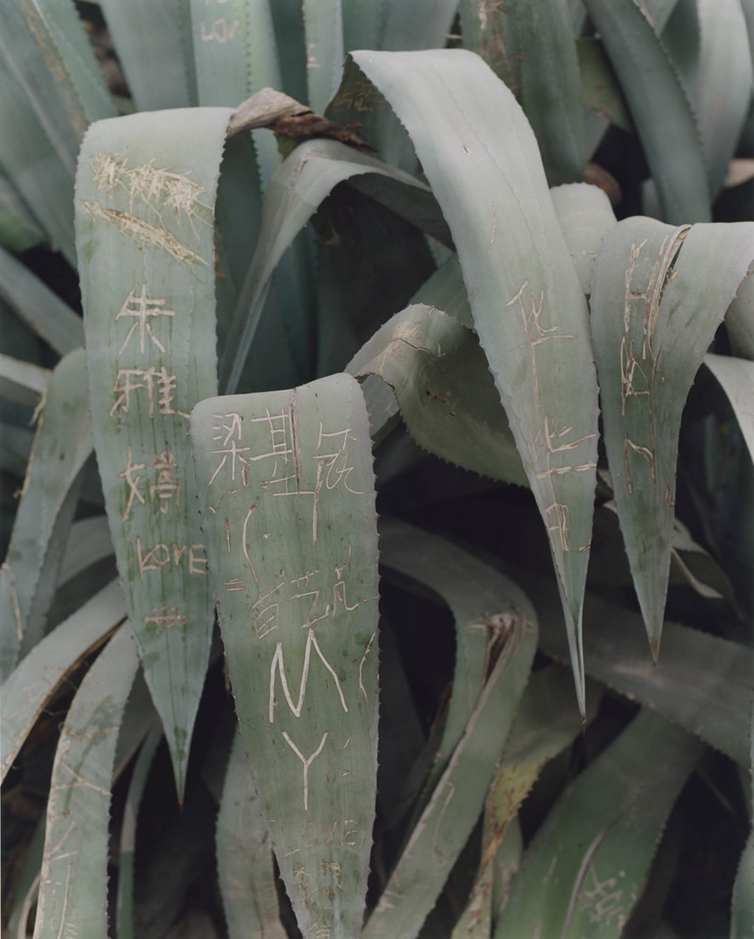 teresa-eng-china-dream-photography-itsnicethat-04.jpg