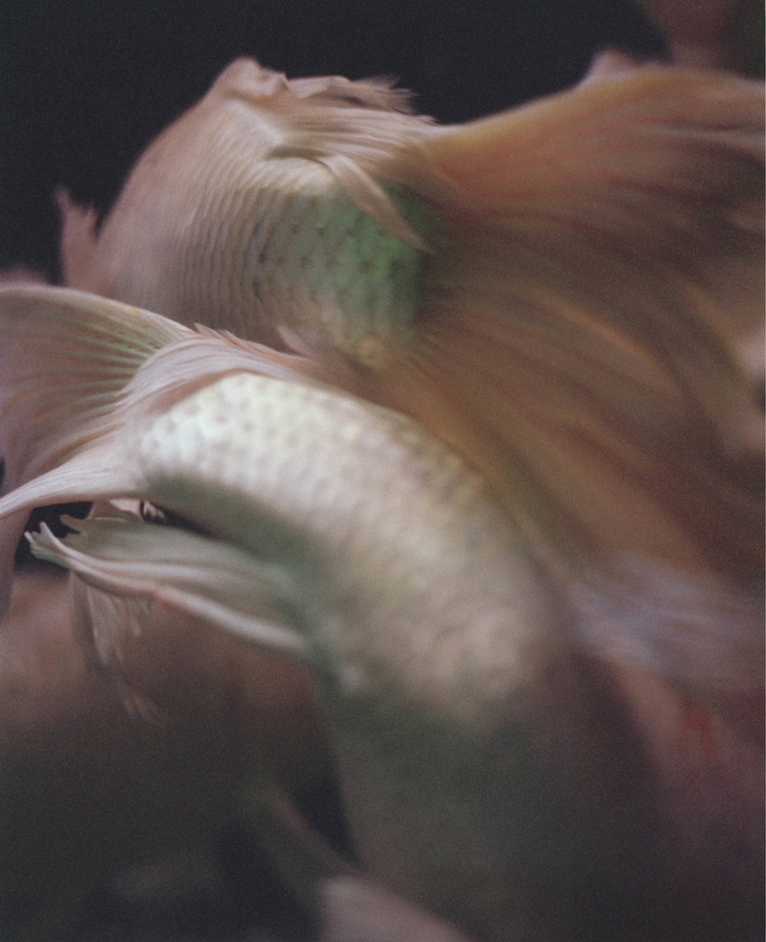 teresa-eng-china-dream-photography-itsnicethat-05.jpg