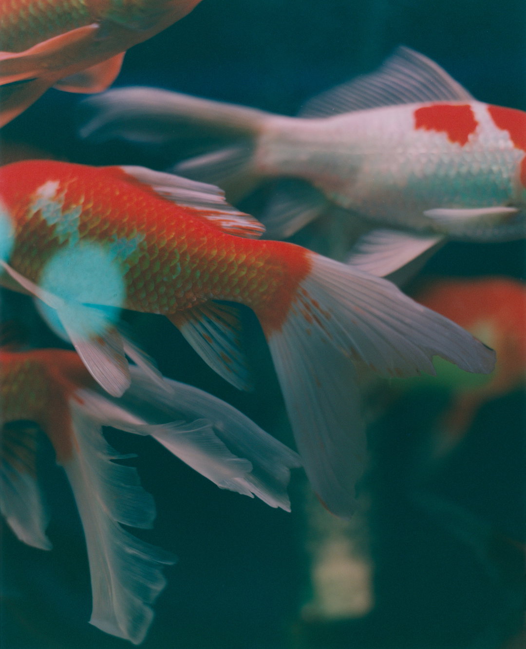 teresa-eng-china-dream-photography-itsnicethat-11.jpg