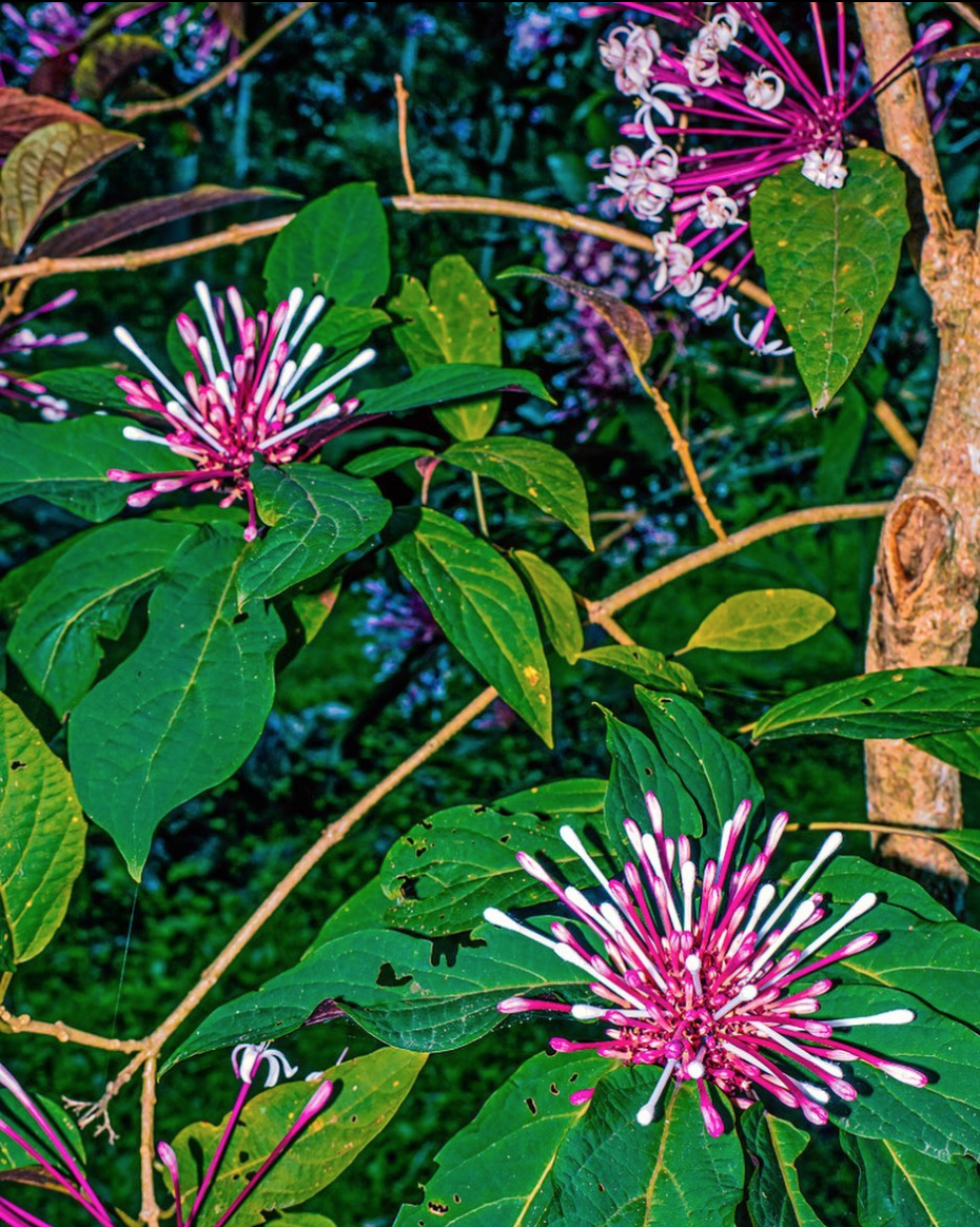 test-pionara-itsnicethat-3.png