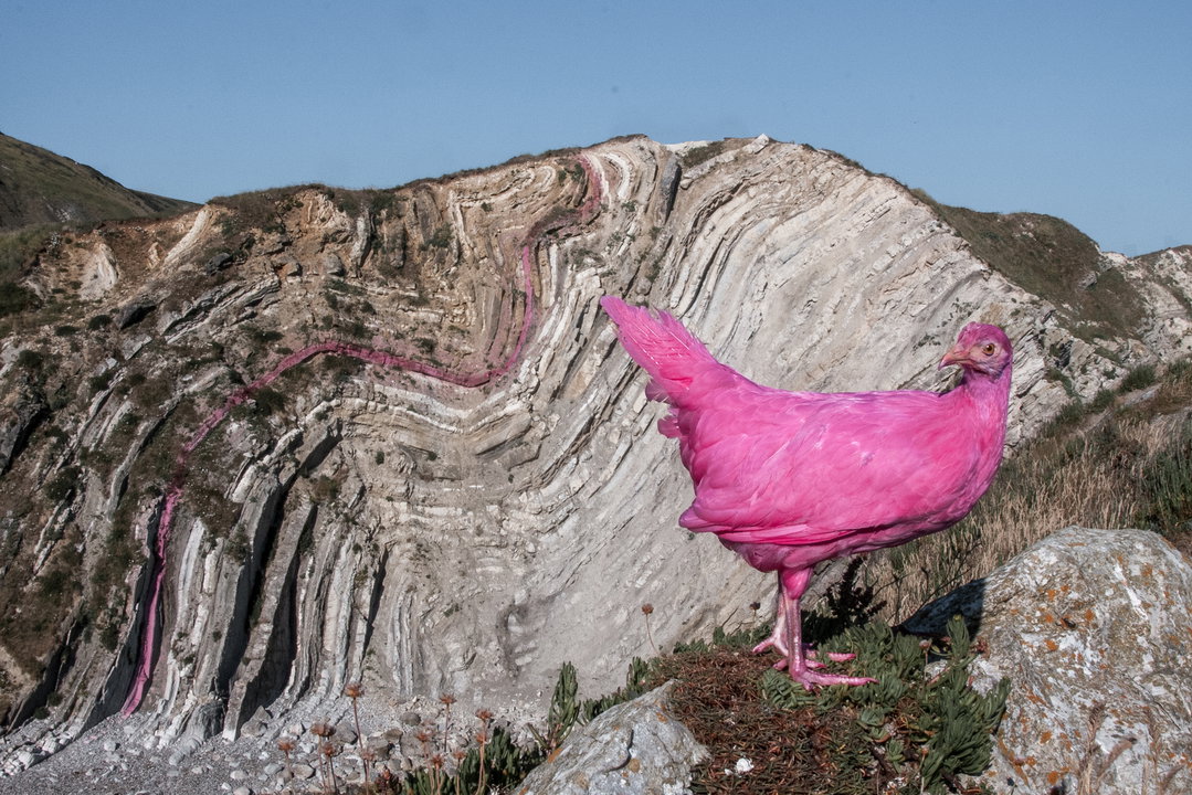 the-pink-chicken-project-itsnicethat-1.jpg