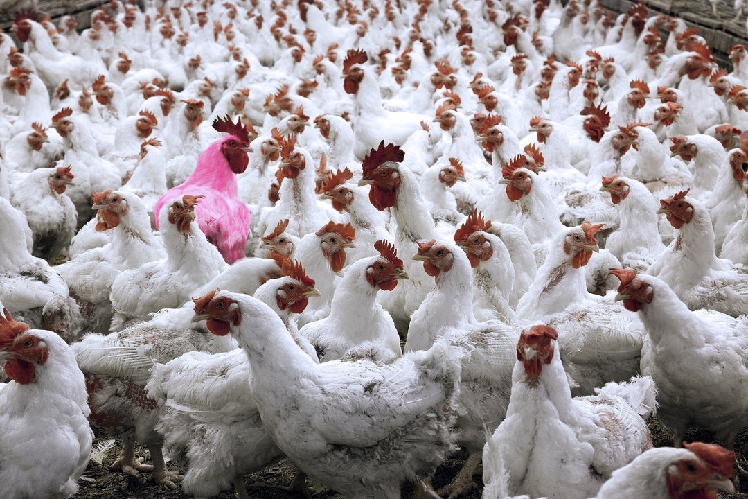 the-pink-chicken-project-itsnicethat-2.jpg