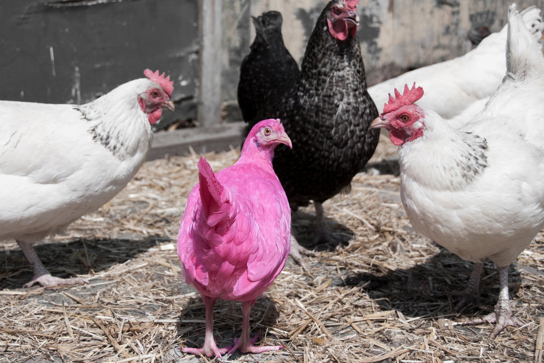 the-pink-chicken-project-itsnicethat-3.jpg