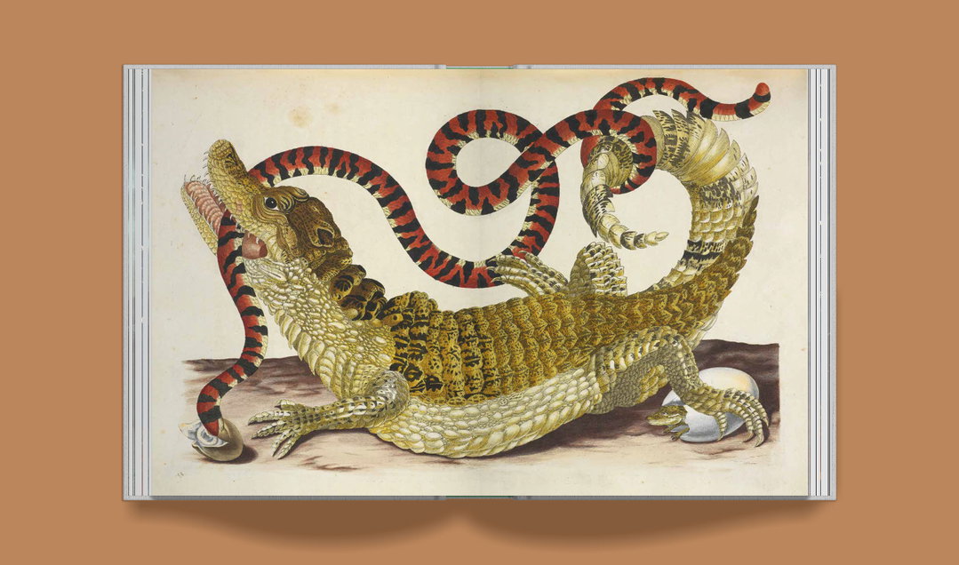 the-public-domain-review-affinities-publication-itsnicethat-6.jpg