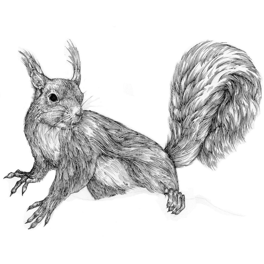 timorous beasties red squirrel £20 note illustration_itsnicethat.jpeg