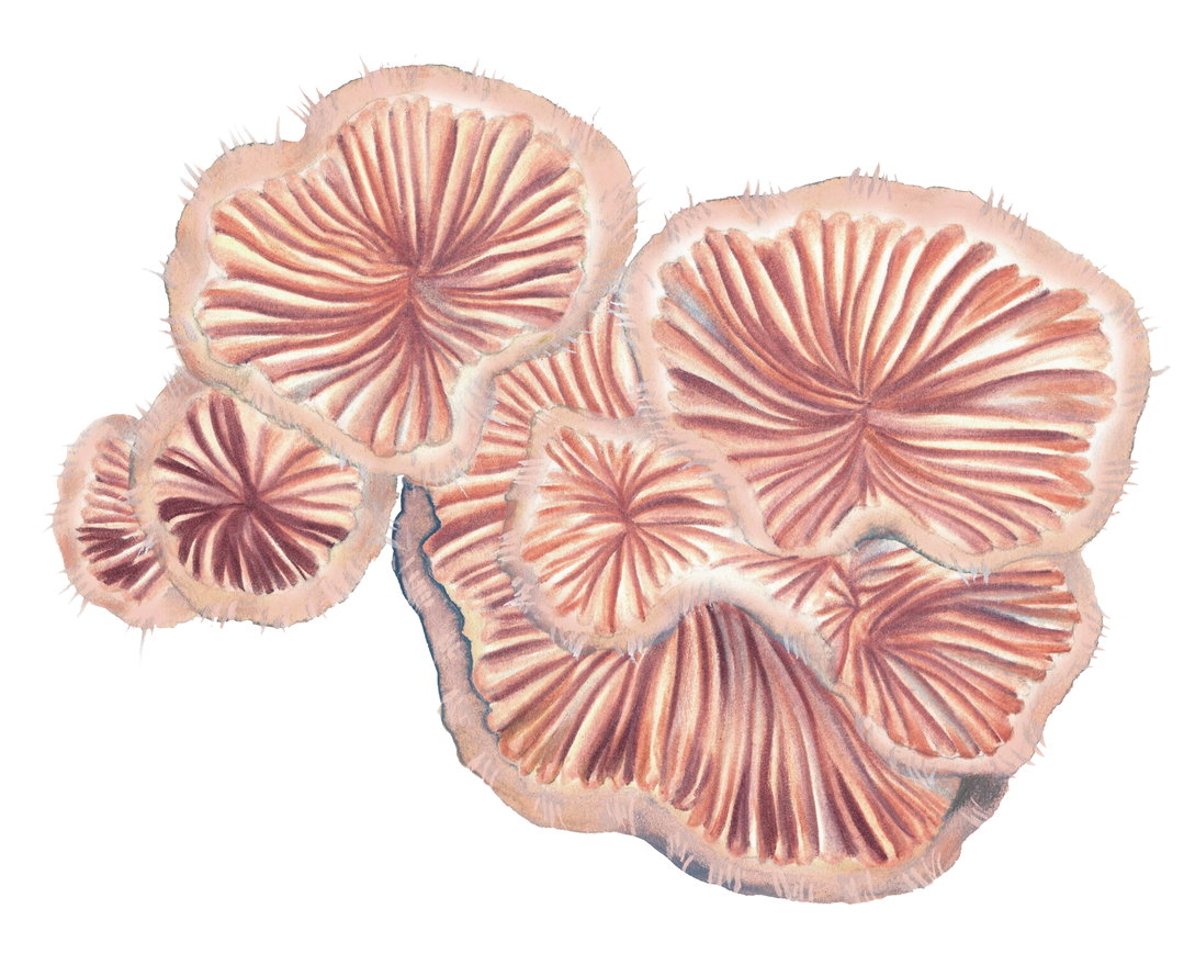 valiz_becoming fungal_3.jpg