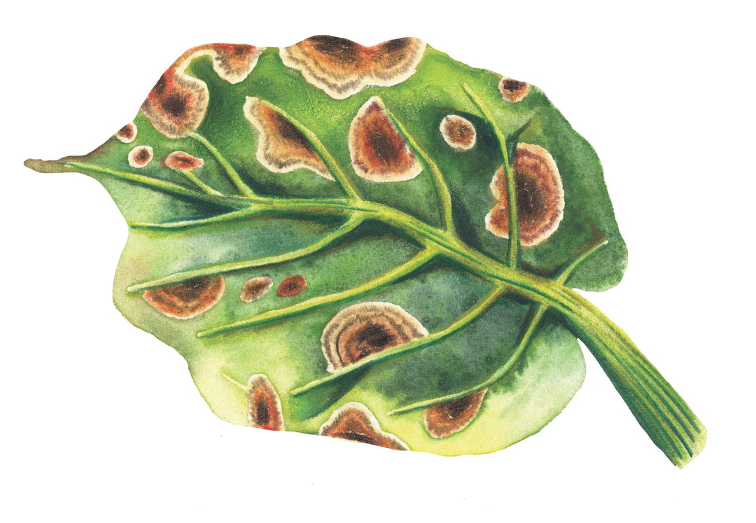 valiz_becoming fungal_4.jpg