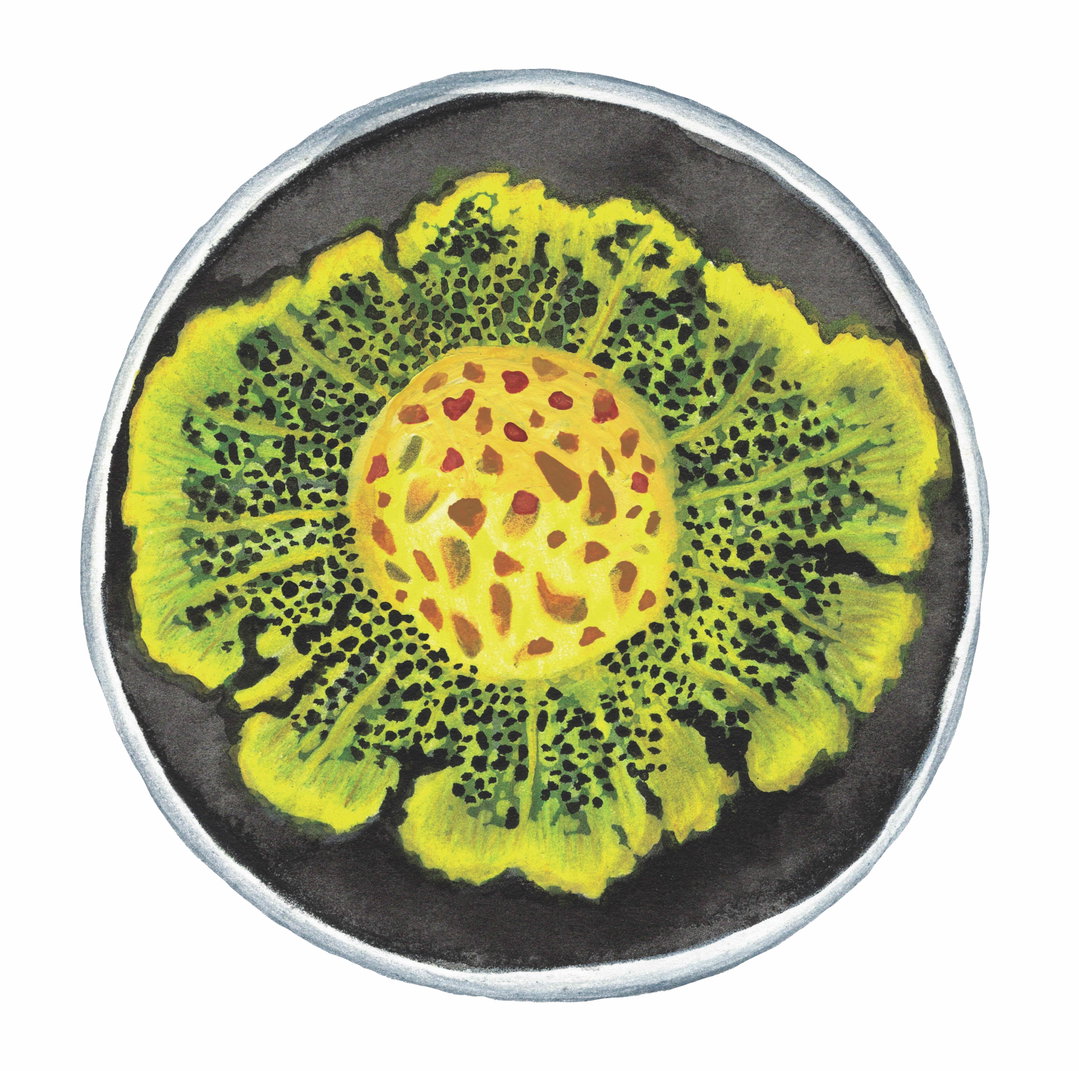 valiz_becoming fungal_6.jpg