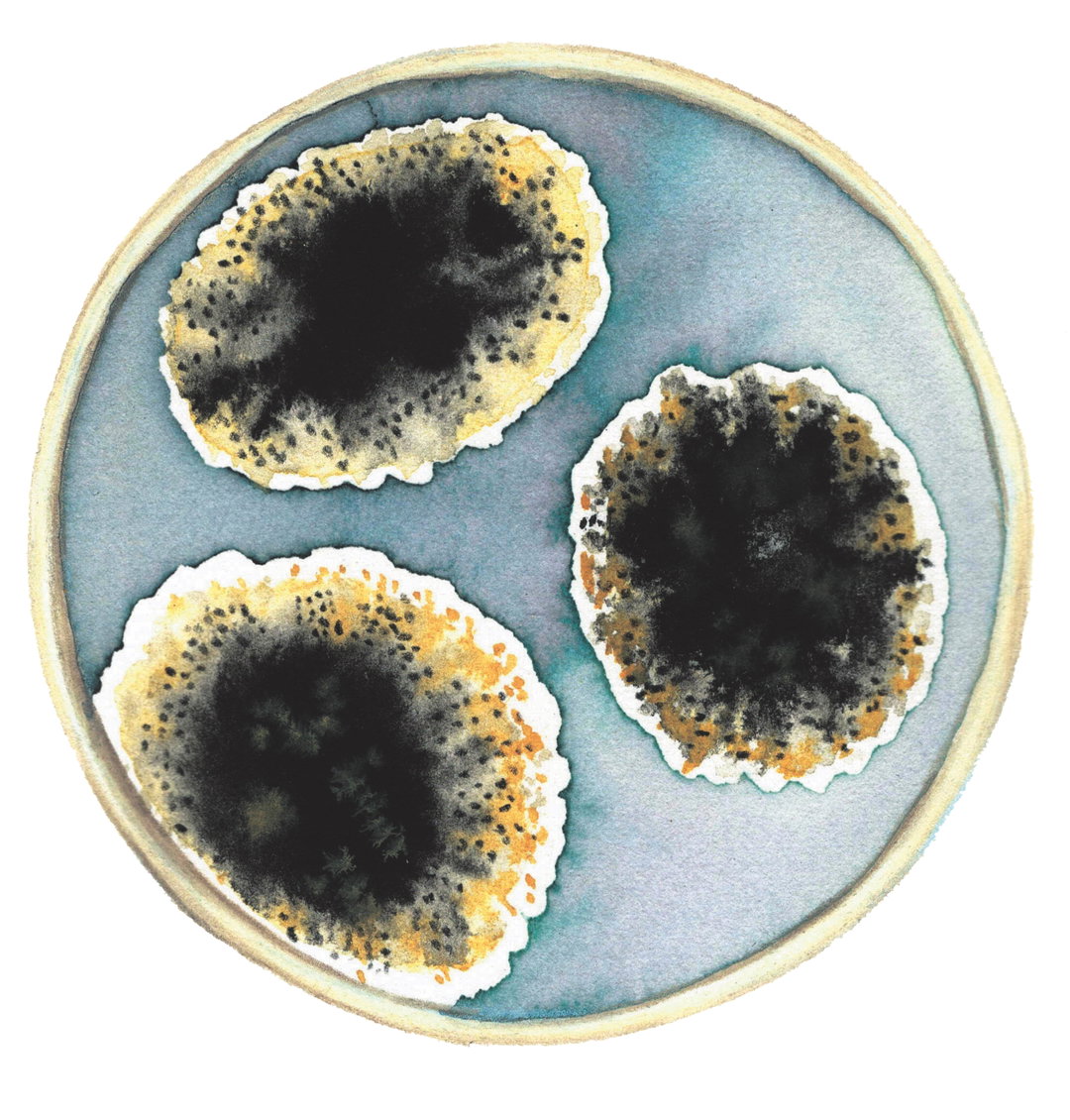 valiz_becoming fungal_9.jpg