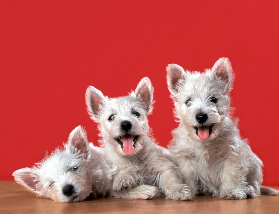 walter chandoha dogs taschen photography publication itsnicethat1.jpg