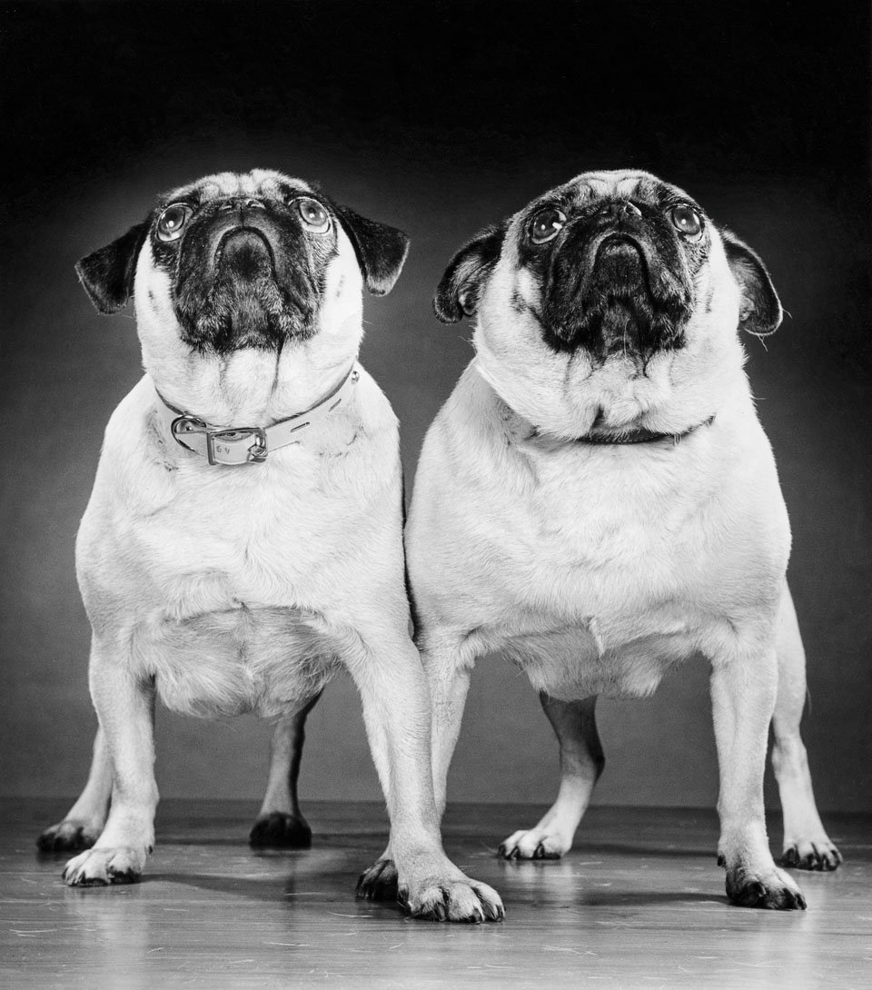 walter chandoha dogs taschen photography publication itsnicethat2.jpg
