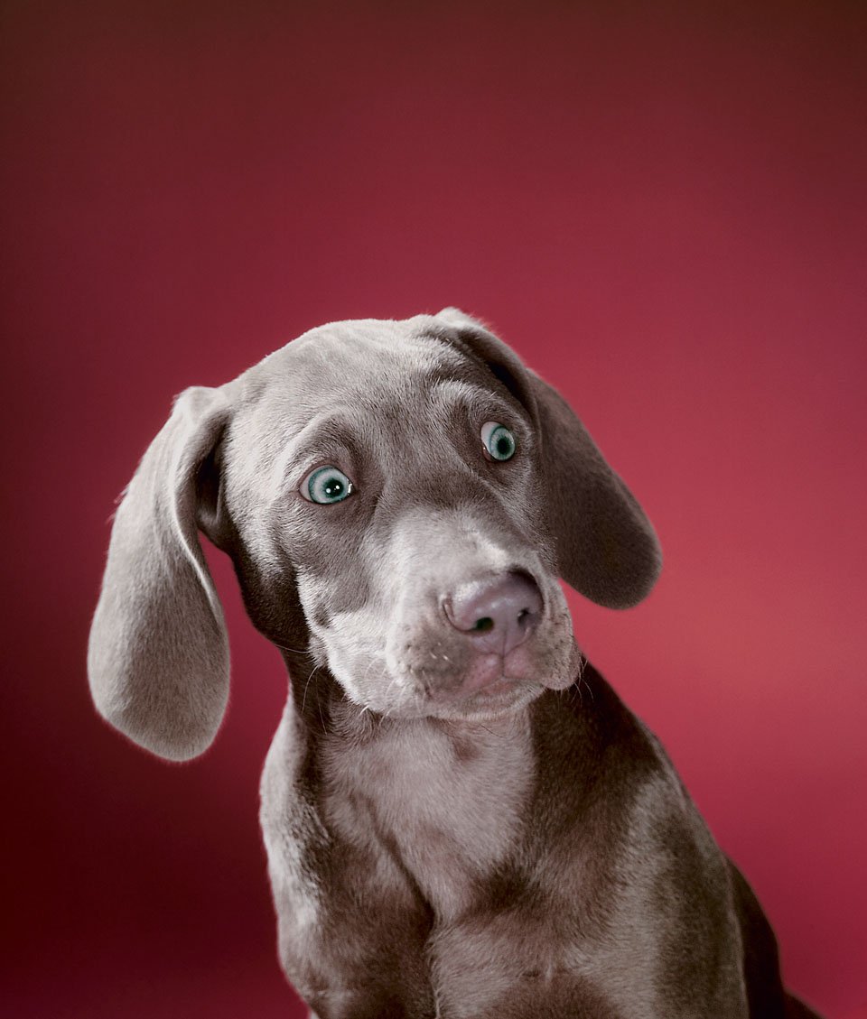 Walter Chandoha’s Dogs celebrates the renowned pet photographer’s favourite canine snaps