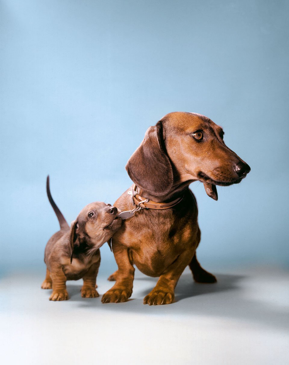 walter chandoha dogs taschen photography publication itsnicethat4.jpg