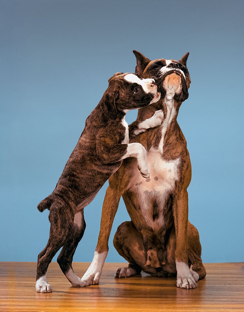 walter chandoha dogs taschen photography publication itsnicethat5.jpg