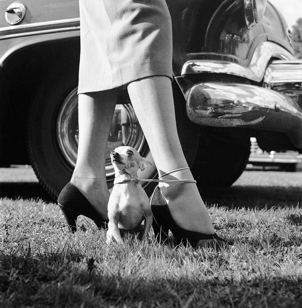 walter chandoha dogs taschen photography publication itsnicethat6.jpg