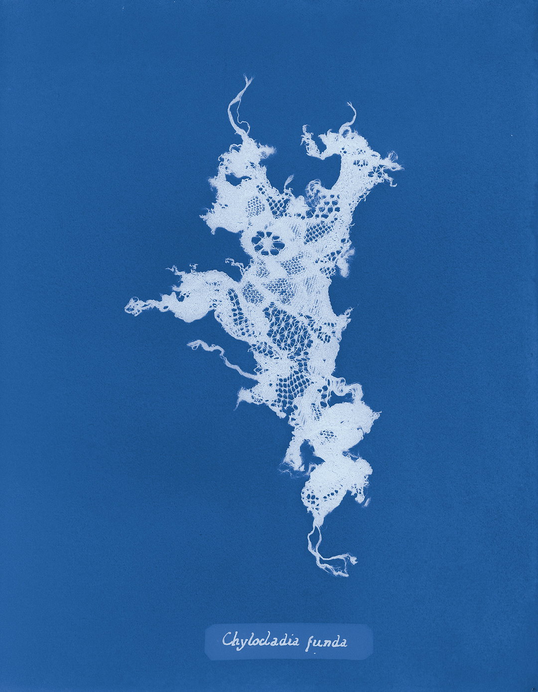Mandy-Baker-british-algae-cyanotype-impoerfections-photography-itsnicethat-06