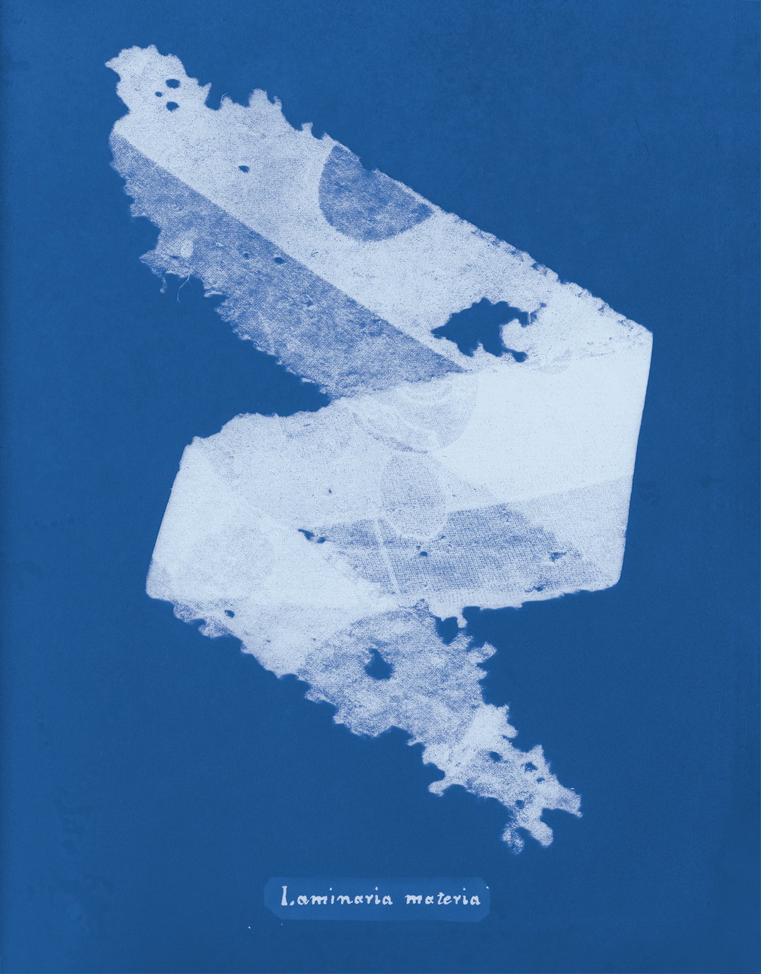Mandy-Baker-british-algae-cyanotype-impoerfections-photography-itsnicethat-10