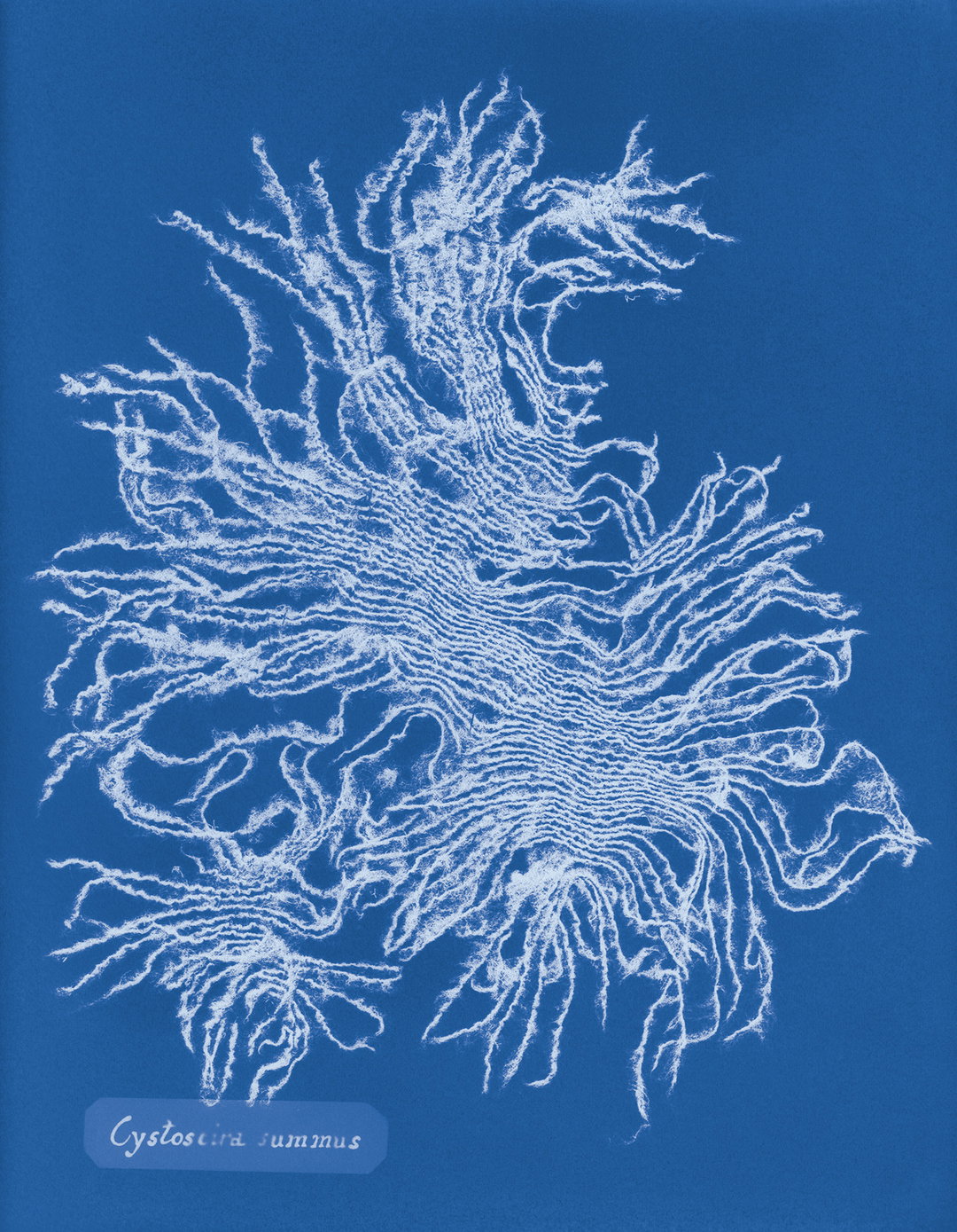 Mandy-Baker-british-algae-cyanotype-impoerfections-photography-itsnicethat-11