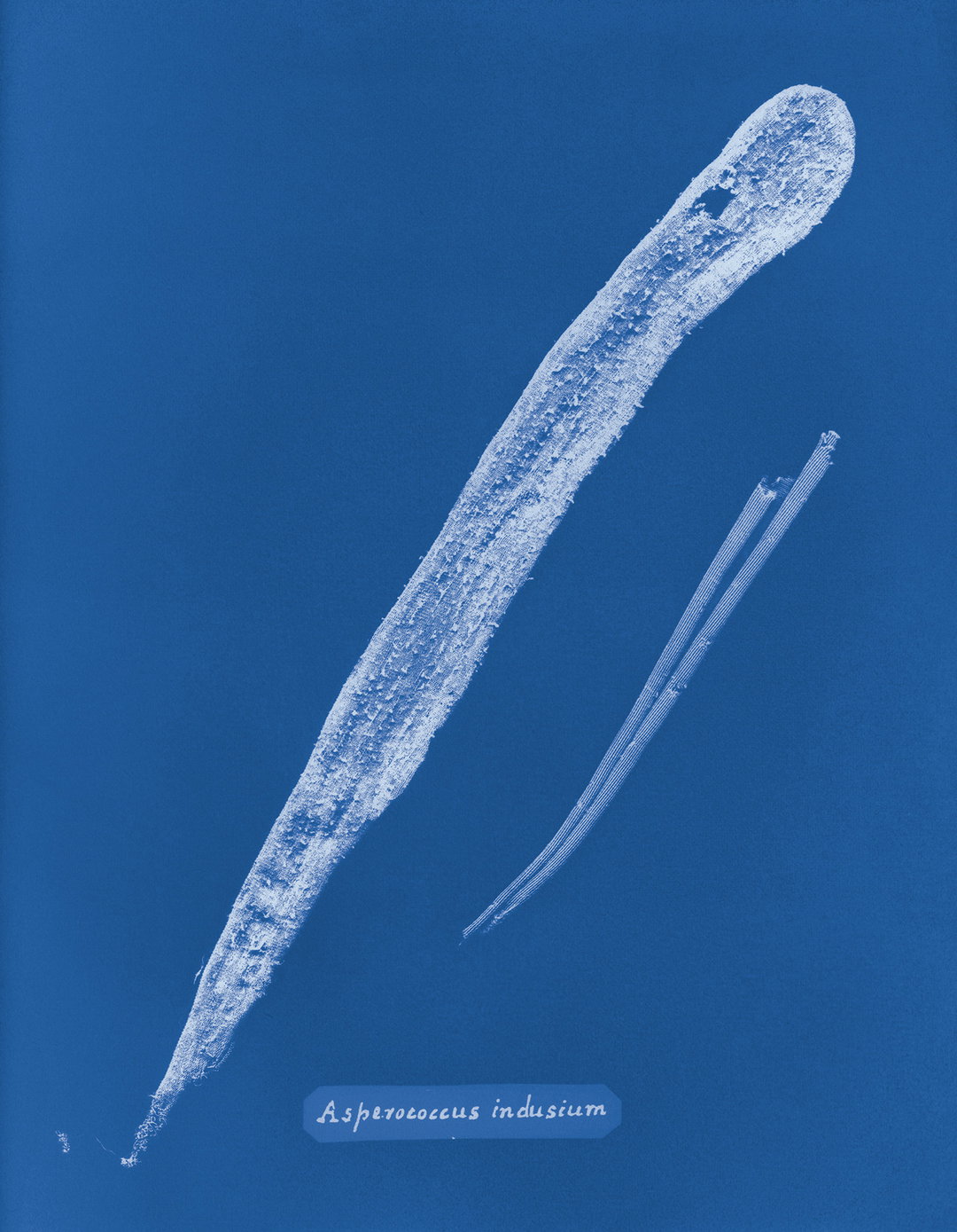 Mandy-Baker-british-algae-cyanotype-impoerfections-photography-itsnicethat-12